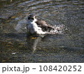 水浴びをする都会のオオタカ 108420252