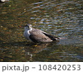 水浴びをする都会のオオタカ 108420253