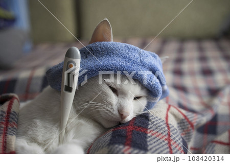 The cat is sick, being treated, with temperature while lying on the sofa  108420314