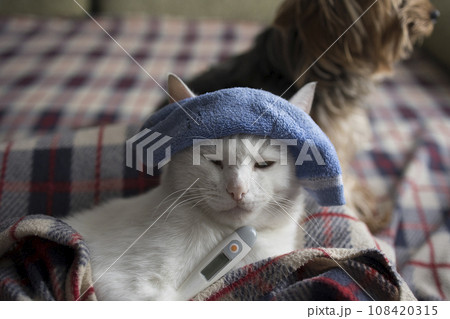The cat is sick, being treated, with temperature while lying on the sofa  108420315