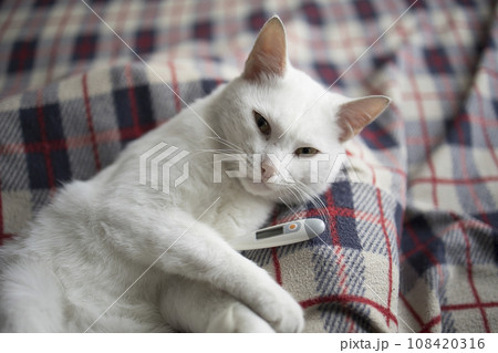 The cat is sick, being treated, with temperature while lying on the sofa The cat is sick, being treated, with temperature while lying on the sofa 108420316