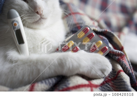 The cat is sick, being treated, with temperature while lying on the sofa The cat is sick, being treated, with temperature while lying on the sofa 108420318