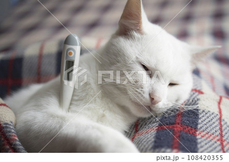 The cat is sick, being treated, with temperature while lying on the sofa  108420355