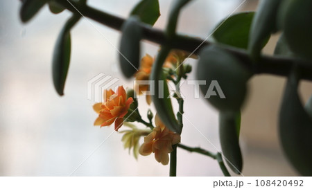 orange flowers, green leaves and soft background orange flowers, green leaves and soft background 108420492