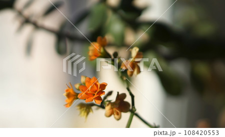 orange flowers, green leaves and soft background orange flowers, green leaves and soft background 108420553