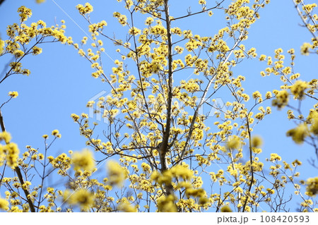 浄瑠璃寺のサンシュユ 浄瑠璃寺のサンシュユ 108420593
