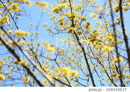 浄瑠璃寺のサンシュユ 浄瑠璃寺のサンシュユ 108420617