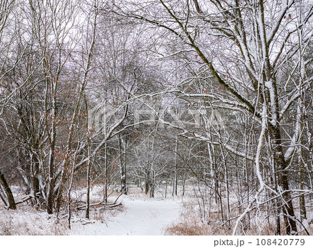 A snow-covered forest on a sunny winter day 108420779