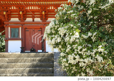 浄瑠璃寺の馬酔木 浄瑠璃寺の馬酔木 108420897