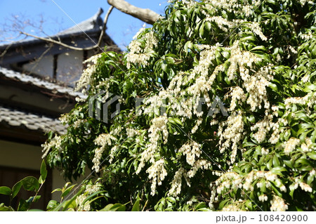 浄瑠璃寺参道の馬酔木 浄瑠璃寺参道の馬酔木 108420900