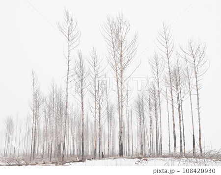 Snow covered trees in the winter forest with road Snow covered trees in the winter forest with road 108420930