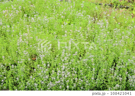 タイムの花 108421041