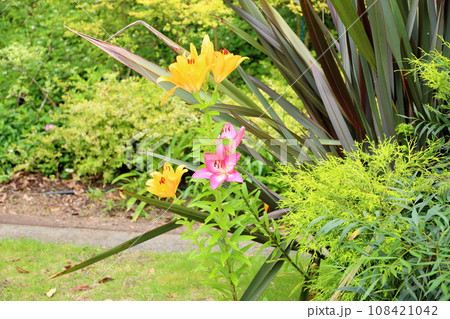 ユリの花 108421042