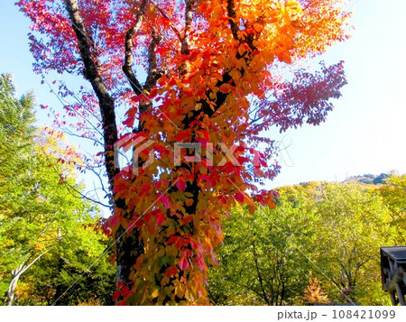 奥飛騨・平湯の紅葉 奥飛騨・平湯の紅葉 108421099