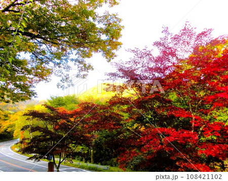 奥飛騨・平湯の紅葉 108421102