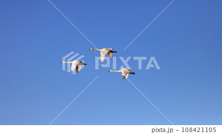 飛び立つ白鳥　 108421105