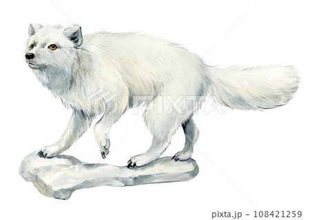 Arctic fox. White Animal on an isolated white background, watercolor illustration Arctic fox. White Animal on an isolated white background, watercolor illustration 108421259