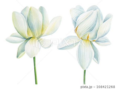 Lotus white flowers on isolated white background, set lotus flower, watercolor illustration, hand drawing flora wedding  108421268