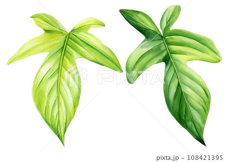Tropical Green leaf, Monstera on an isolated white background, plant philodendron, palm leaves, watercolor illustration Tropical Green leaf, Monstera on an isolated white background, plant philodendron, palm leaves, watercolor illustration 108421395