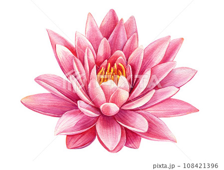 beautiful Pink lotus flower on an isolated white background, watercolor illustration, greeting card 108421396