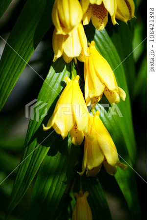 5288　ジョウロウホトトギス 108421398