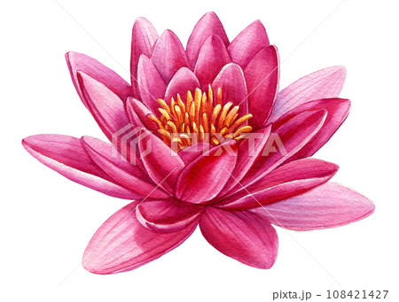 beautiful Pink lotus flower on an isolated white background, watercolor illustration, greeting card 108421427