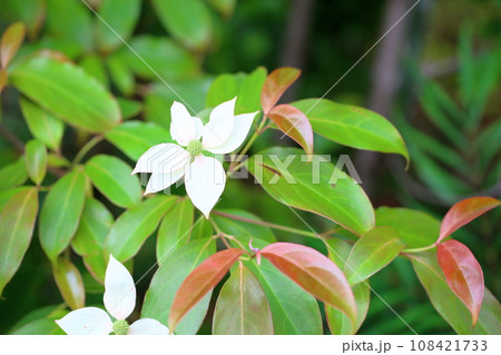 ヤマボウシの花 108421733