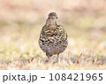 芝生の上のトラツグミ 108421965