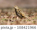 芝生の上のトラツグミ 108421966