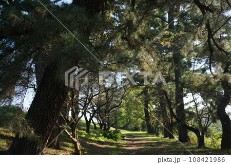 秋の杉林 108421986