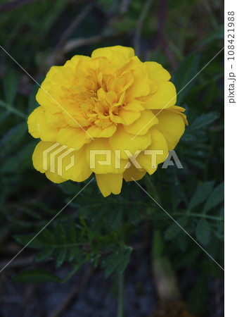 マリーゴールド　黄花 108421988