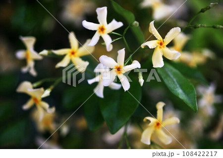 テイカカズラ 白から黄色に色変わりする花 テイカカズラ 白から黄色に色変わりする花 108422217