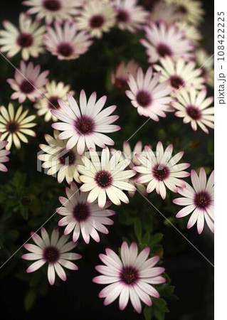 ディモルフォセカ 白地に赤紫色の花 ディモルフォセカ 白地に赤紫色の花 108422225