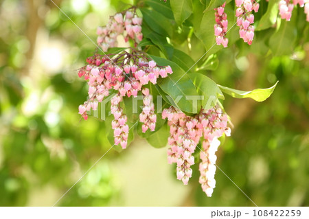 浄瑠璃寺の馬酔木 108422259