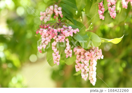 浄瑠璃寺の馬酔木 浄瑠璃寺の馬酔木 108422260