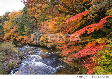 薬研渓流の紅葉 108422836