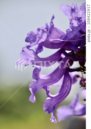 ジャカランダの森（宮崎県・日南市） 108422917