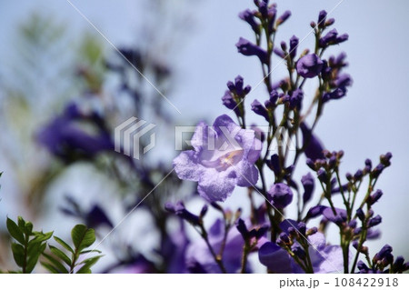 ジャカランダの森（宮崎県・日南市） 108422918