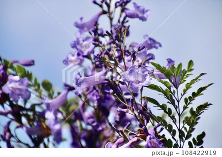 ジャカランダの森（宮崎県・日南市） 108422919