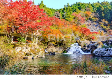 大井平公園の紅葉 大井平公園の紅葉 108422982