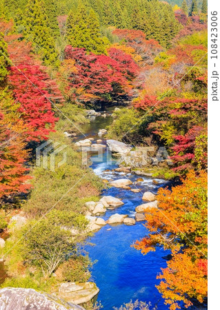 大井平公園の紅葉 108423006