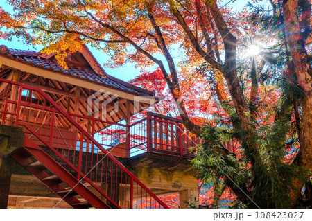 大井平公園の紅葉 108423027