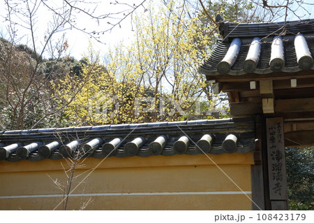 浄瑠璃寺のサンシュユ 浄瑠璃寺のサンシュユ 108423179