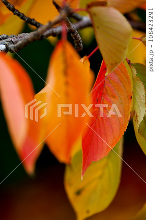 信濃川・やすらぎ堤の桜の紅葉 108423291