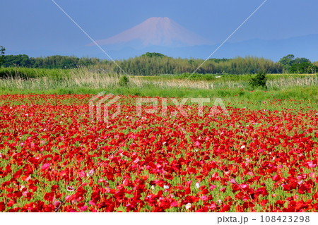 埼玉県鴻巣市滝馬室荒川河川敷ポピーハッピースクエア　満開の真っ赤なシャーレーポピー畑と富士山 108423298
