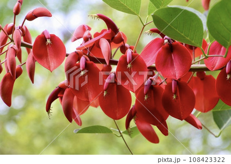 デイゴの花・猪崎鼻公園(宮崎県・日南市) デイゴの花・猪崎鼻公園(宮崎県・日南市) 108423322