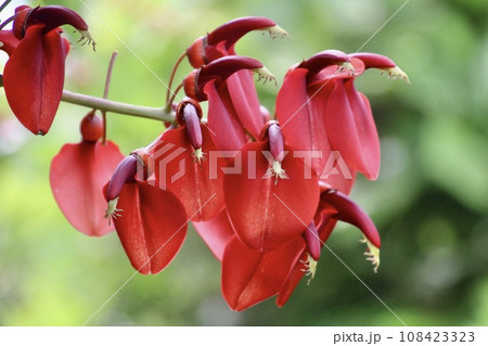 デイゴの花・猪崎鼻公園（宮崎県・日南市） 108423323