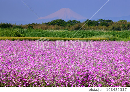 埼玉県鴻巣市滝馬室荒川河川敷ポピーハッピースクエア 満開のムギナデシコ畑と青空に浮かぶ冠雪の富士山 埼玉県鴻巣市滝馬室荒川河川敷ポピーハッピースクエア 満開のムギナデシコ畑と青空に浮かぶ冠雪の富士山 108423337