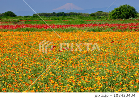 埼玉県鴻巣市滝馬室荒川河川敷ポピーハッピースクエア シャーレーポピーとカリフォルニアポピーと富士山 埼玉県鴻巣市滝馬室荒川河川敷ポピーハッピースクエア シャーレーポピーとカリフォルニアポピーと富士山 108423434