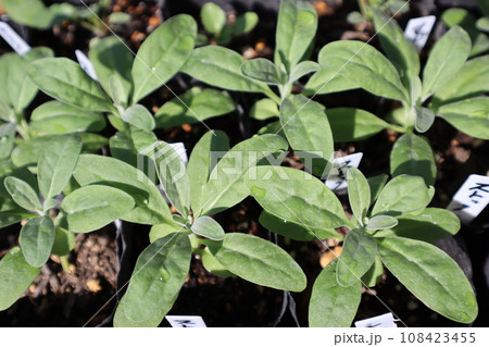種から育てたストックの苗 種から育てたストックの苗 108423455